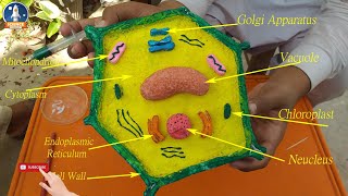 Easy way to make plant cell model  3d plant cell project for school [upl. by Rubinstein735]