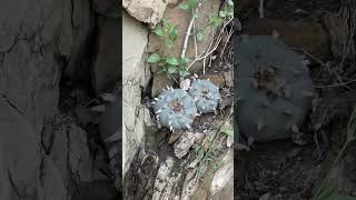 The most amazing Lophophora williamsii cactus form I’ve seen in the wild thus far 🤩 [upl. by Trisa]