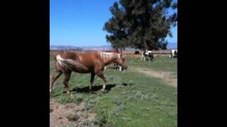 Mares in heat how it changes Horses amp Herd Behavior  Rick Gore Horsemanship [upl. by Ress837]