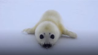 Top 3 Cutest Baby Seals [upl. by Grew]