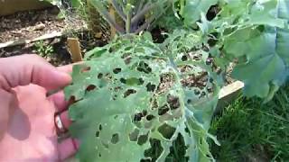 How to Fully Treat Whitefly amp Caterpillar Infestations on Kale Collards amp Greens And Spider Mites [upl. by Poock157]