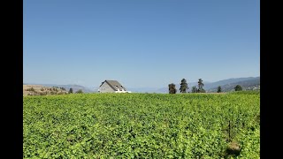 Vineyard Near Munson Mountain Penticton BC [upl. by Inahs]