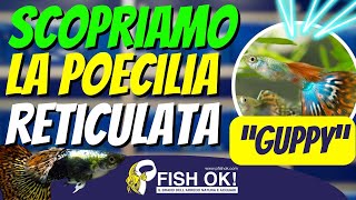 🐟 Scopriamo la Poecilia Reticulata il Guppy Scheda e caratteristiche [upl. by Aleik]