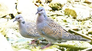 Turtledove Call Rolabrava Canto Streptopelia turtur Sound [upl. by Yrrem]