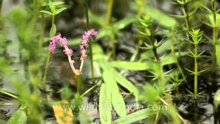 Aponogeton satarensis  Rare aquatic plant Kaas Plateau [upl. by Brittney]