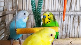 35 Hr Happy Parakeets Eating Singing Playing Budgies Chirping Reduce Stress of lonely Bird Videos [upl. by Erbma118]