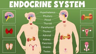 Endocrine organsglands amp hormone overview  MedSurg 2020 Edition  Endocrine  LevelUpRN [upl. by Osterhus]