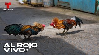 Peleas de gallos siguen generando controversia en México [upl. by Milty225]