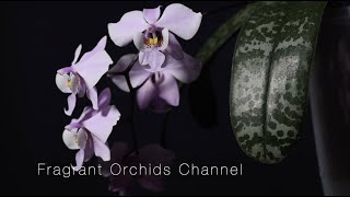 Fragrant Phalaenopsis Schilleriana MSH Rose fragrance [upl. by Ginevra]