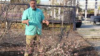 Flowering quince Chaenomeles japonica  Plant Identification [upl. by Haibot640]