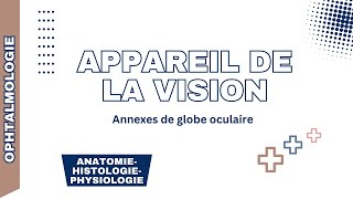 Appareil de visionannexesCavité osseuse appareil lacrymal paupières conjonctive et muscles [upl. by Siravart677]