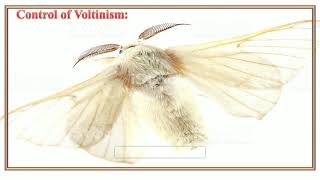 VOLTINISM amp MOULTINISM OF SILK MOTH [upl. by Novart503]