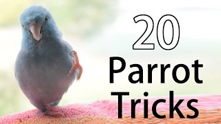 20 Fun Parrot Tricks [upl. by Asira367]