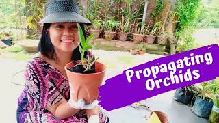 Propagating Orchids Using Charcoal Edited Paano Magpadami ng Orchids [upl. by Grieve]