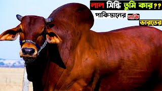 লাল সিন্ধি তুমি কার  পাকিস্তানের নাকি ভারতের  Red Sindi Cow Breed  The Taste Ranger [upl. by Claybourne315]