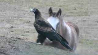 Wedge Tailed Eagle Meets Foal [upl. by Alleusnoc528]