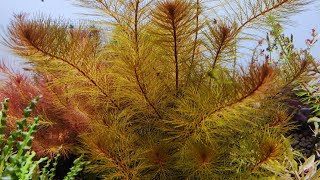 Myriophyllum Tuberculatum  look like tree aquarium plant  How I grow it [upl. by Harts938]