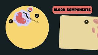 Components of the Blood [upl. by Esikram39]