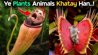 4 DEADLY Carnivorous Plants [upl. by Ekyt]