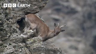 Baby Goats do Parkour to Escape a Leopard  Animal Babies  BBC Earth [upl. by Allets]