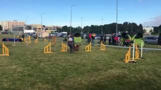 Irish setter agility [upl. by Ianej]