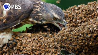 Honey Buzzards Feast on Deadly Hornets [upl. by Dew]