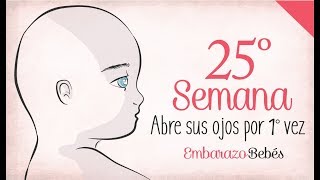 SEMANA 25 de Embarazo  6º Mes  Semana a semana [upl. by Reidid589]