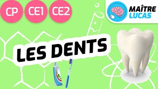 Les dents CP  CE1  CE2  Cycle 2  Sciences  Questionner le monde [upl. by Jefferson387]