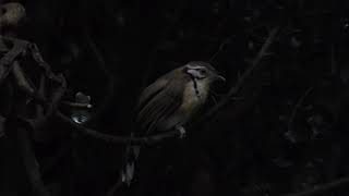 Greater Necklaced Laughingthrush Pterorhinus pectoralis Kaeng Krachan Thailand 20 Sept 2024 44 [upl. by Dorahs]