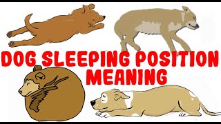 What Your Dogs Sleeping Position Reveals About Their Personality Health and Character [upl. by Ordnael750]