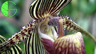 Paph rothschildianum • Orchid collection update 23 March 2019 [upl. by Einhorn]