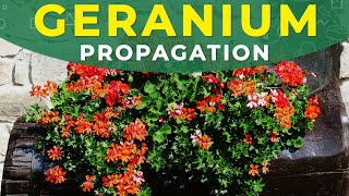 GERANIUM PROPAGATION FROM SEEDS  PELARGONIUM CARE [upl. by Aliuqa]