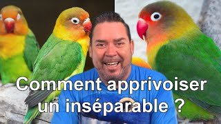 Comment apprivoiser un Inséparable  How to tame a Lovebird [upl. by Dremann]