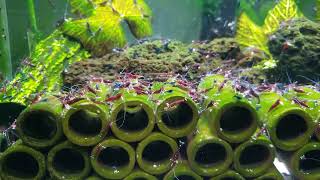 10 gallon Cardinal Sulawesi shrimp breeding setup Caridina dennerli [upl. by Faxan]