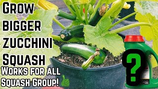 Why are my zucchini turning yellow and rotting  This will save your plants fast [upl. by Malkin]