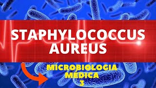 STAPHYLOCOCCUS AUREUS  MICROBIOLOGIA MÉDICA 3 [upl. by Eahsed]