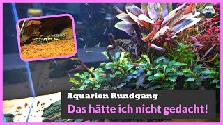 Alle Aquarien und eine große Überraschung [upl. by Nissie446]