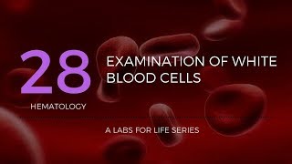 Examination of White Blood Cells [upl. by Selma]