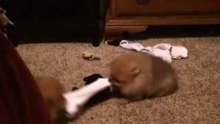 Pomeranian puppies play tug of war Single sock solutions [upl. by Wymore]