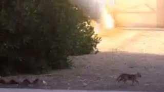 قتل قطه بصاروخ أر بي جي طلقة RBG ـ killed Cat by missile [upl. by Sylvan]