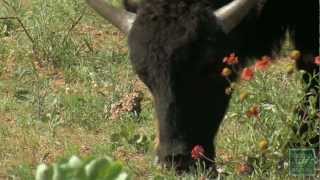 Saving the Southern Plains Bison at Caprock Canyon State Park Texas [upl. by Wulfe]