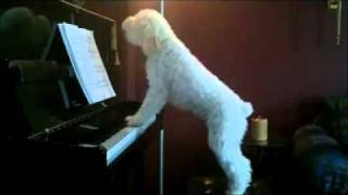 Sing Like No One is Watching  Poodle Dog Playing Piano amp Singing Howling [upl. by Sutsugua]