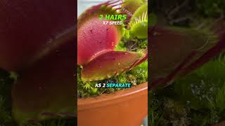 Tricking a Venus Flytrap 😮 [upl. by Attikram]