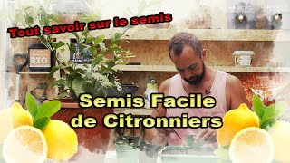 🍋 Comment faire ses Semis de citronniers facilement  🍋 [upl. by Cirre462]