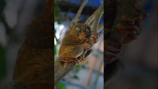 Tarsiers can be seen up close in real life on their habitat at Corella Bohol [upl. by Omissam]