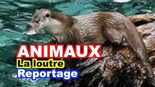 ANIMAUX  La loutre dEurope Lutra lutra [upl. by Peckham918]