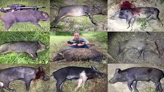 65 Creedmoor  Hammer of the Hogs Hunt Berger VLDh [upl. by Lynelle]