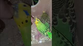 Wasabi and Mandisas 3rd baby budgie has hatched Wasabi loves playing with finger nails [upl. by Arted]