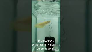 ALBINO AROWANA STOCK AVAILABLE MANIKANDAN WHATSAPPNAMBR 90 80 29 34 63 [upl. by Ttekcirc]