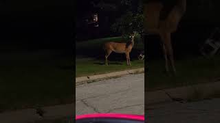 schererville Ind wild 🦌 [upl. by Keri]